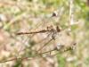 Sympetrum striolatum